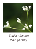 ￼Torilis africana
Wild parsley
