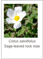 ￼Cistus salviifolius
Sage-leaved rock rose