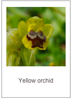 ￼Ophrys lutea
Yellow orchid