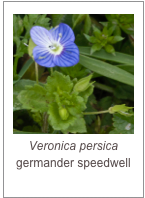 ￼Veronica persica
germander speedwell