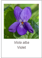 ￼Viola alba
Violet