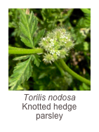 ￼Torilis nodosa
Knotted hedge parsley