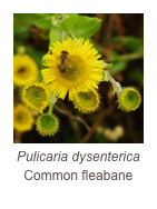 ￼Pulicaria dysenterica
Common fleabane