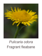 ￼Pulicaria odora
Fragrant fleabane