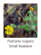 ￼Pulicaria vulgaris
Small fleabane