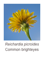 ￼Reichardia picroides
Common brighteyes