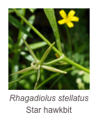 ￼Rhagadiolus stellatus
Star hawkbit