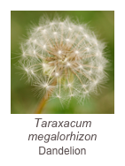 ￼Taraxacum megalorhizon
Dandelion