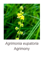 ￼Agrimonia eupatoria
Agrimony