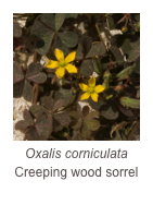 ￼Oxalis corniculata
Creeping wood sorrel