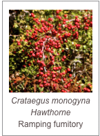 ￼Crataegus monogyna Hawthorne
Ramping fumitory