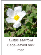 ￼Cistus salvifolia
Sage-leaved rock rose