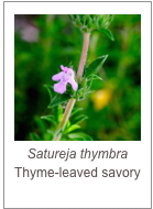 ￼Satureja thymbra
Thyme-leaved savory