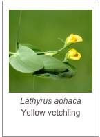 ￼Lathyrus aphaca
Yellow vetchling