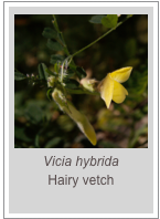 ￼Vicia hybrida
Hairy vetch