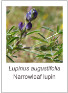 ￼Lupinus augustifolia
Narrowleaf lupin