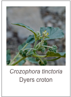 ￼Crozophora tinctoria
Dyers croton