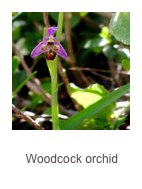 ￼Ophrys scolopax
Woodcock orchid