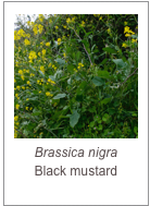 ￼Brassica nigra
Black mustard
