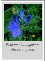 ￼Echium plantaginium.
Vipers bugloss.