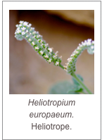 ￼Heliotropium europaeum.
Heliotrope.