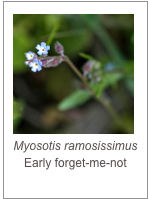 ￼Myosotis ramosissimus
Early forget-me-not