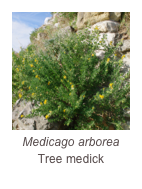 ￼Medicago arborea
Tree medick