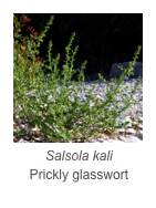 ￼Salsola kali
Prickly glasswort
