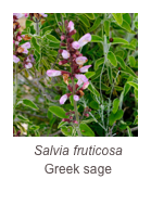 ￼Salvia fruticosa
Greek sage