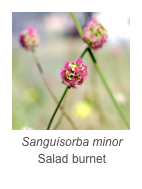 ￼Sanguisorba minor
Salad burnet