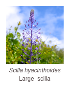 ￼Scilla hyacinthoides
Large  scilla