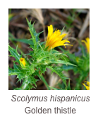 ￼Scolymus hispanicus
Golden thistle