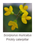 ￼Scorpiurus muricatus
Prickly caterpillar