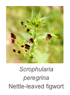 ￼Scrophularia peregrina
Nettle-leaved figwort