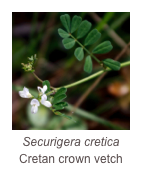 ￼Securigera cretica
Cretan crown vetch