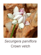 ￼Securigera parviflora
Crown vetch