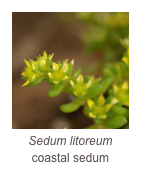 ￼Sedum litoreum
coastal sedum
