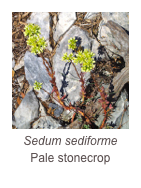 ￼Sedum sediforme Pale stonecrop
