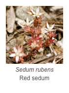 ￼Sedum rubens
Red sedum
