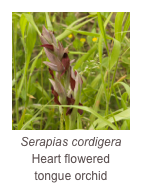 ￼Serapias cordigera
Heart flowered 
tongue orchid
