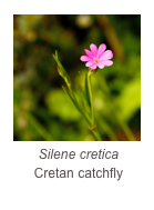￼Silene cretica
Cretan catchfly