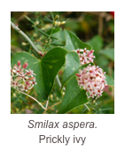 ￼Smilax aspera.
Prickly ivy