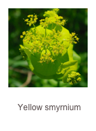 ￼Smyrnium perfoliatum
Yellow smyrnium