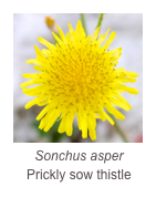 ￼Sonchus asper
Prickly sow thistle