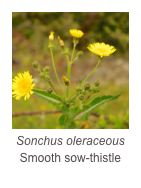 ￼Sonchus oleraceous
Smooth sow-thistle
