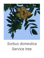 ￼Sorbus domestica
Service tree