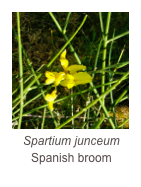 ￼Spartium junceum
Spanish broom 