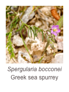 ￼Spergularia bocconei
Greek sea spurrey