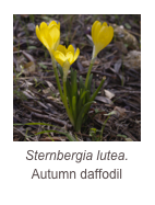 ￼Sternbergia lutea.
Autumn daffodil