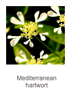 ￼Tordylium apulum
Mediterranean hartwort